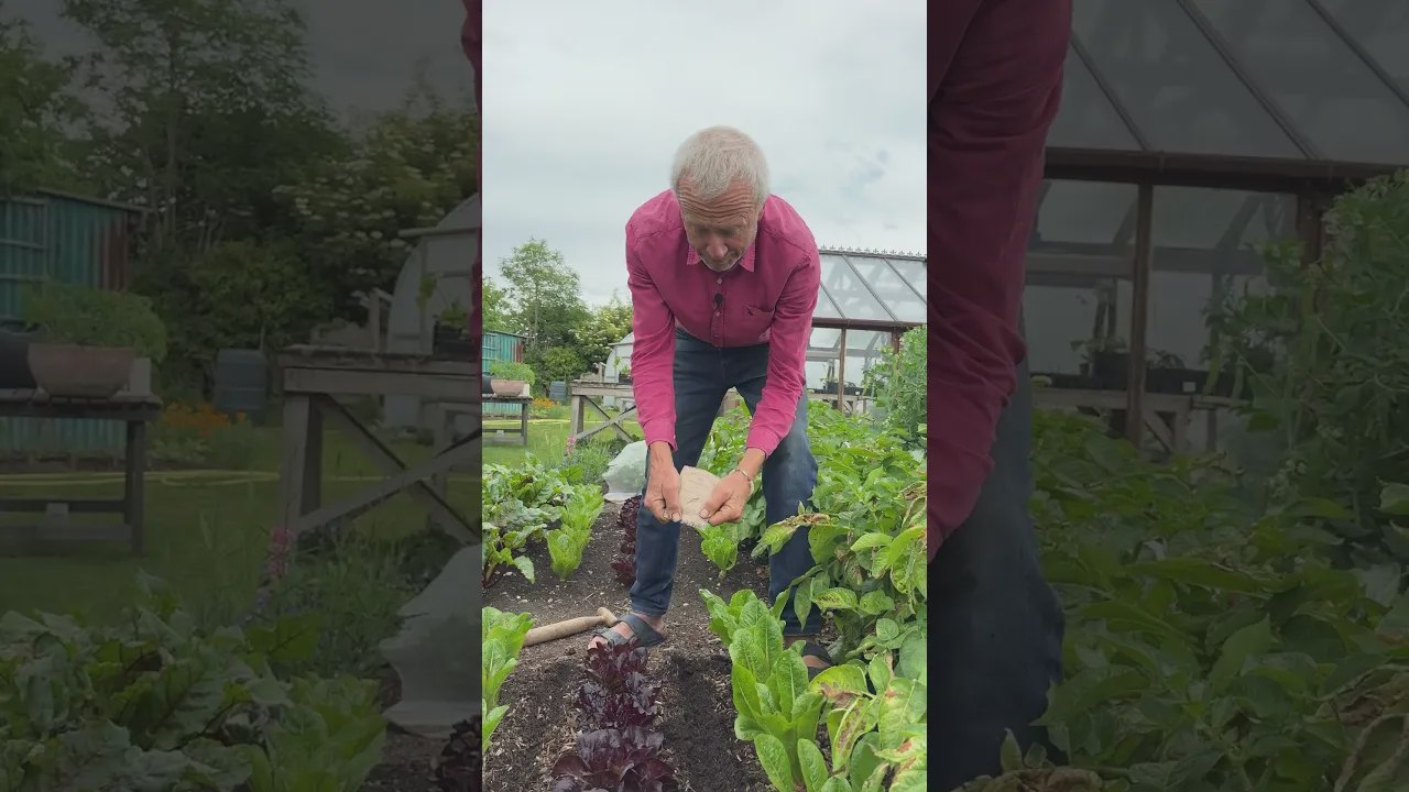 Semer des panais entre les salades en juin : la meilleure astuce au potager
