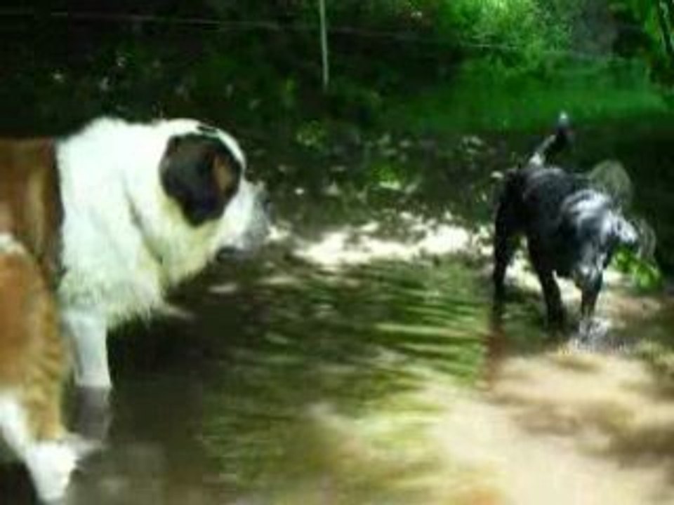 12 papattes à l'eau