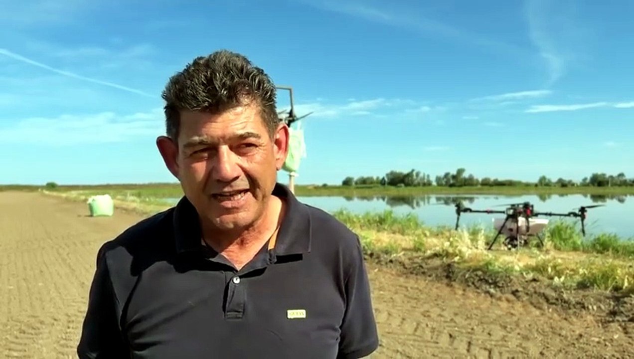 Ora la semina del grano in Sardegna si fa col drone: le immagini sono spettacolari - VIDEO