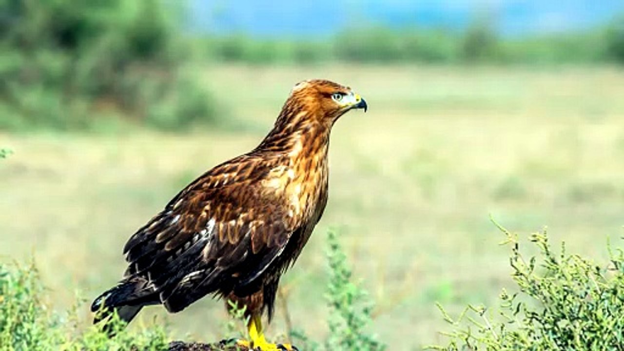 Majestic Birds of Prey: Long-Legged Buzzard Identification & Facts!