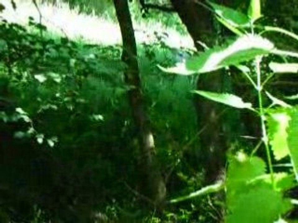 La cavale d'Aldo