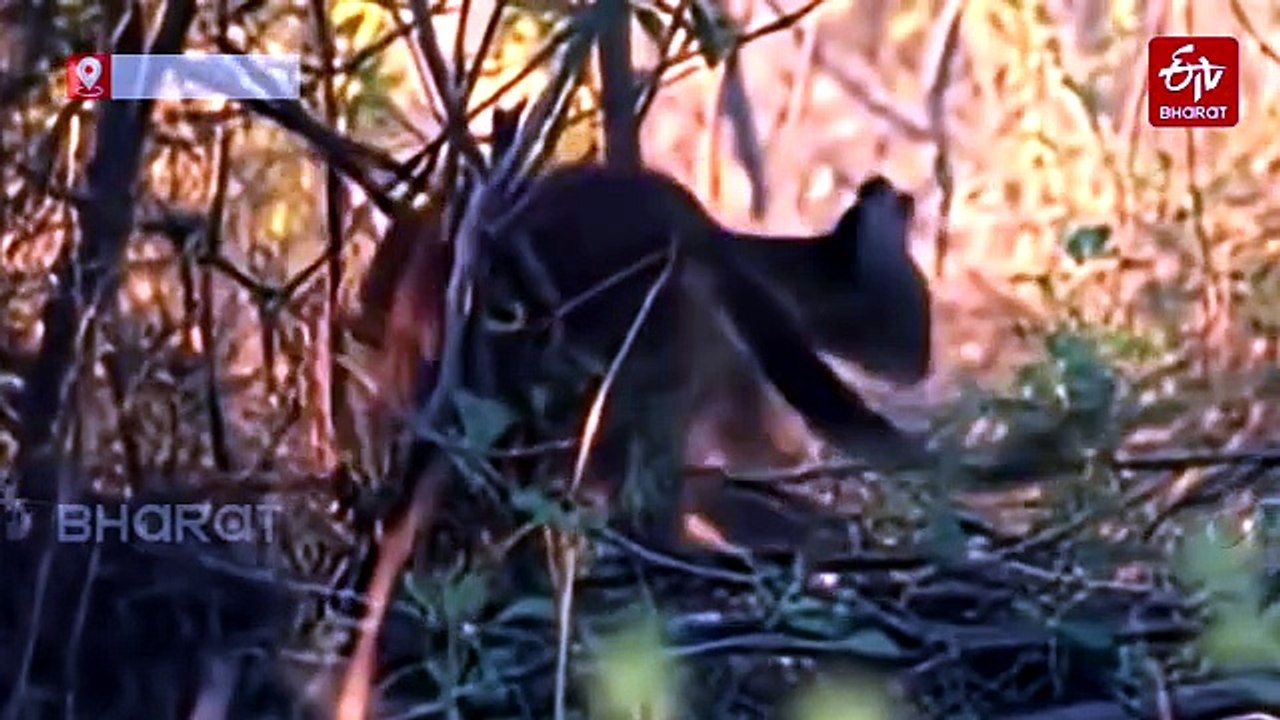 A Rare Wild Caracal Captured In Kuno National Park After Many Years