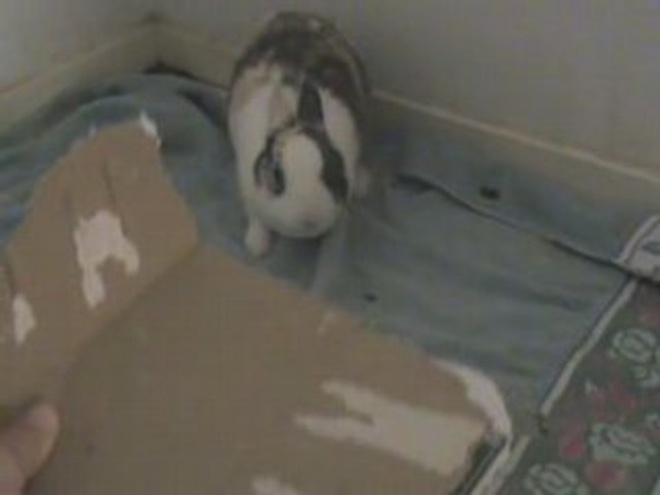 Luna, attaque !!