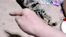 有線式ファンネルに翻弄されるシフォン