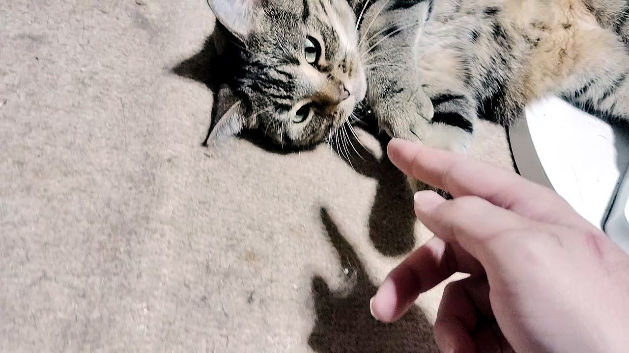 飼い主の指が気になるシフォン