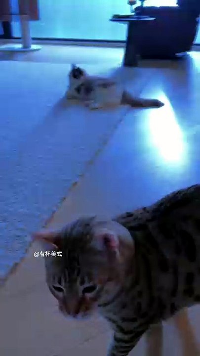 Cats Reacting to Lightning ⚡🐱 | Funniest Reactions Ever