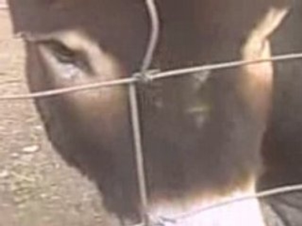 Michelangelo Bullied by Horse