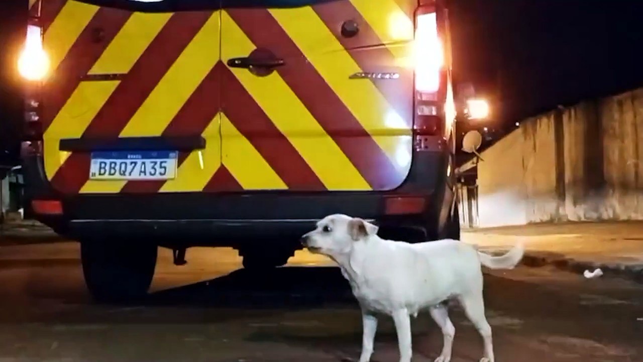 Cadela tenta seguir dona ferida até ambulância e cena comove moradores no PR