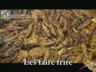 20minutes.fr teste l'entomophagie !