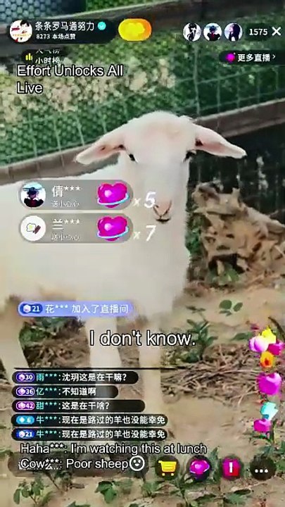 Pet Me Not, I'm Just Passing By HD Mega 🌼