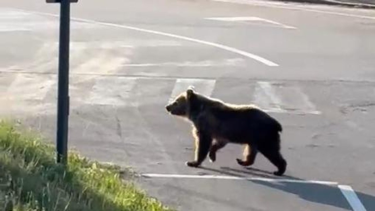 L'orso passeggia in pieno giorno per le strade di Castel di Sangro
