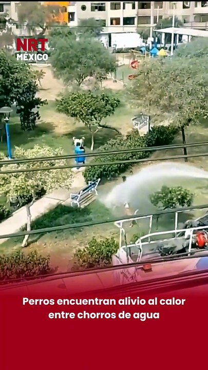 Entre chorros de agua, perros encuentran alivio al calor