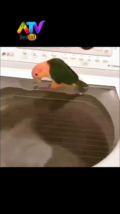 Parrot Dancing Like a Pro! Funny Dancing Parrot Shorts 🦜