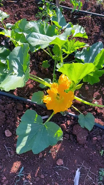 The zucchini flowers are ready to be stuffed.