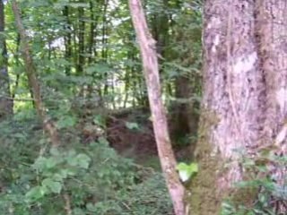 quad foret poinconnet