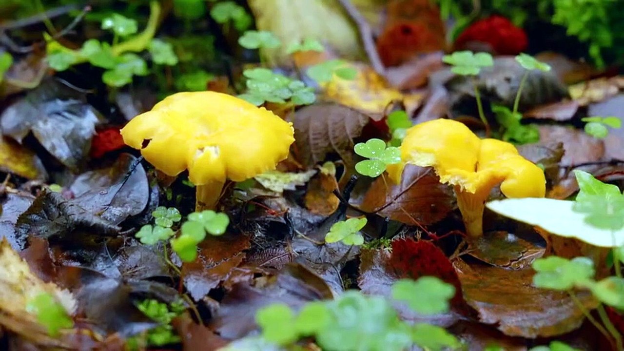 Dermots Taste of Ireland S02E06 North Donegal (06 Jun 2026) [xadmkpu]