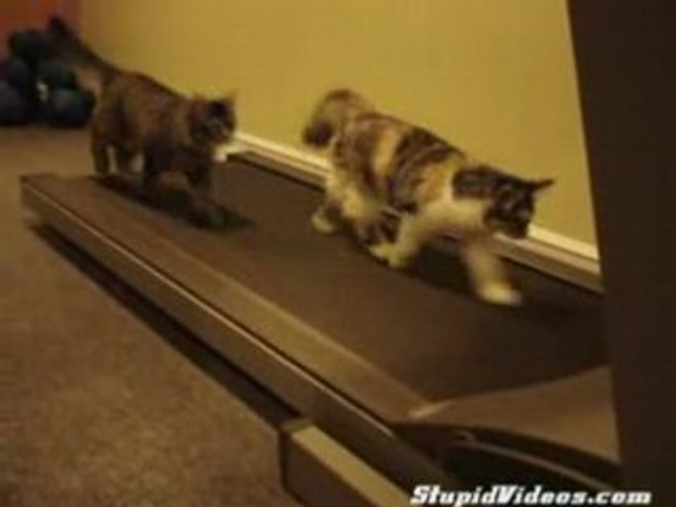 Chat faisant de la gym