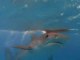 National Geographic - Requins Tigre - La peur bleue 2/3