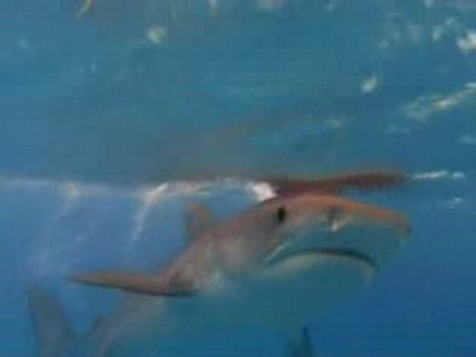 National Geographic - Requins Tigre - La peur bleue 2/3
