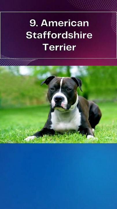 10 CUTEST DOG BREEDS OF ALL TIME #shorts