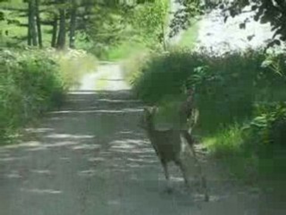 Biches pas farouches sur Decatur Island