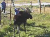 Alaska.org - Alaska Wildlife Conservation Center - ...