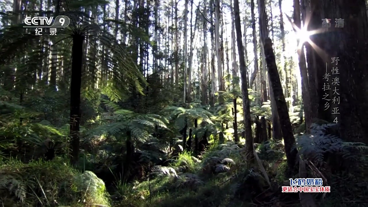 考拉森林 @ 野性澳大利亚 Wild Australia
