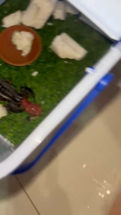 Black Scorpion I have  Available For Sale, anybody interested so contact me