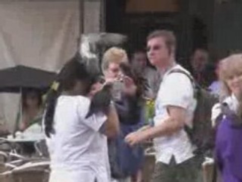 Pigeons Place Saint Marc Venise