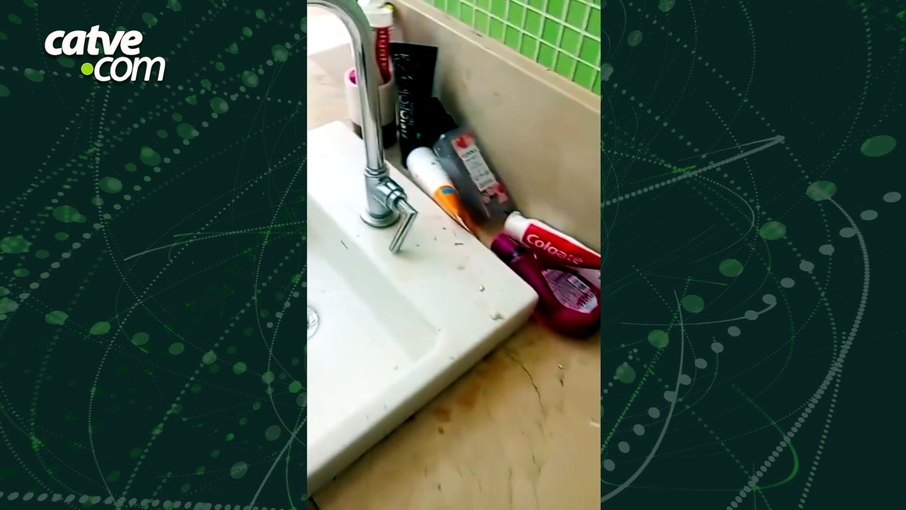 Quatis invadem residência e deixam rastro de destruição em condomínio em Londrina