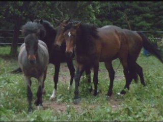 Mise au pré de Treize avec les autres