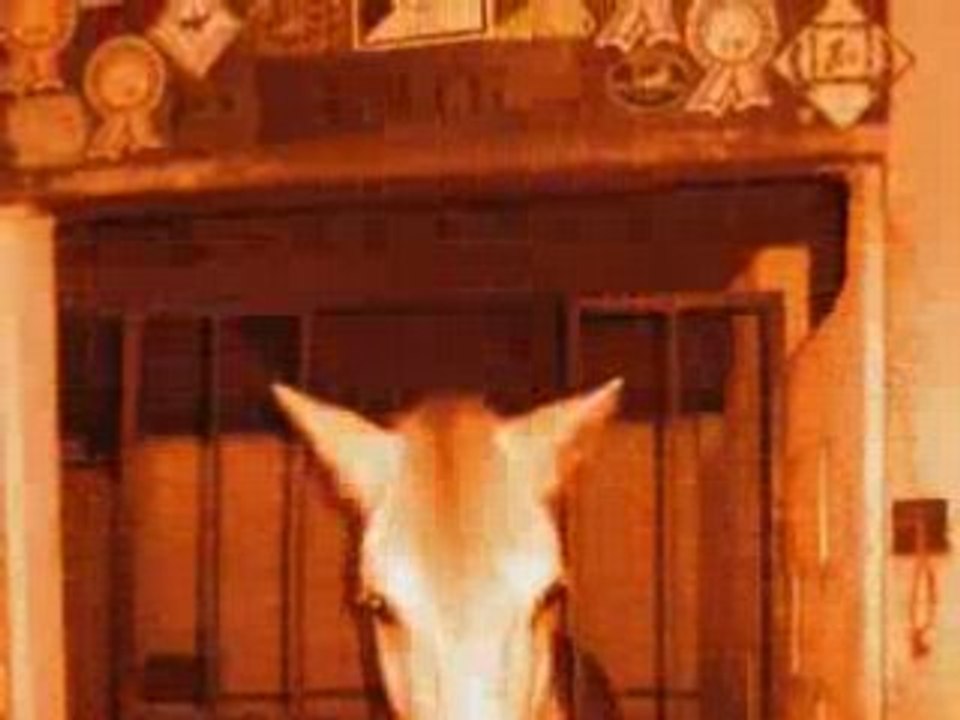 Emir-Muvee