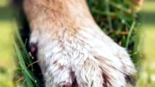 10 Amazing and Interesting Facts About Dogs
