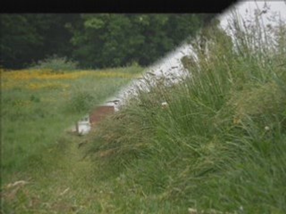 Espaces verts...verts