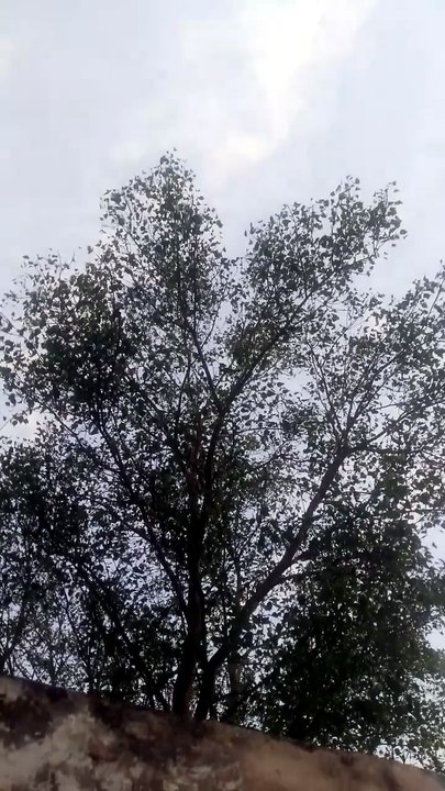 Explore the beauty of Nature | Nature with Amit । Birdsong