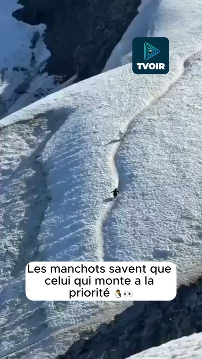 Le code de la route existe aussi chez eux ! 😅🐧