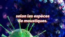 Google veut lâcher 32 millions de moustiques ?!