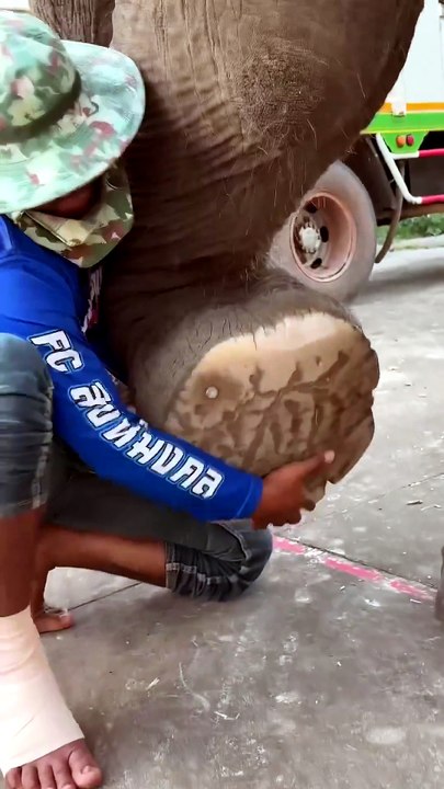 Un éléphant pleure de douleur, son propriétaire découvre enfin la cause de sa souffrance cachée.