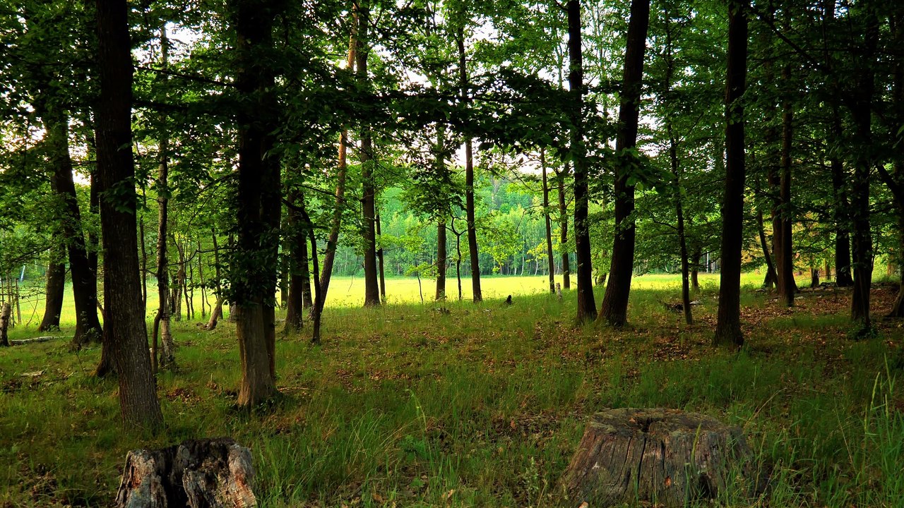 Bird Song at Dusk — Oak Forest Edge, Spring • 40s Sample