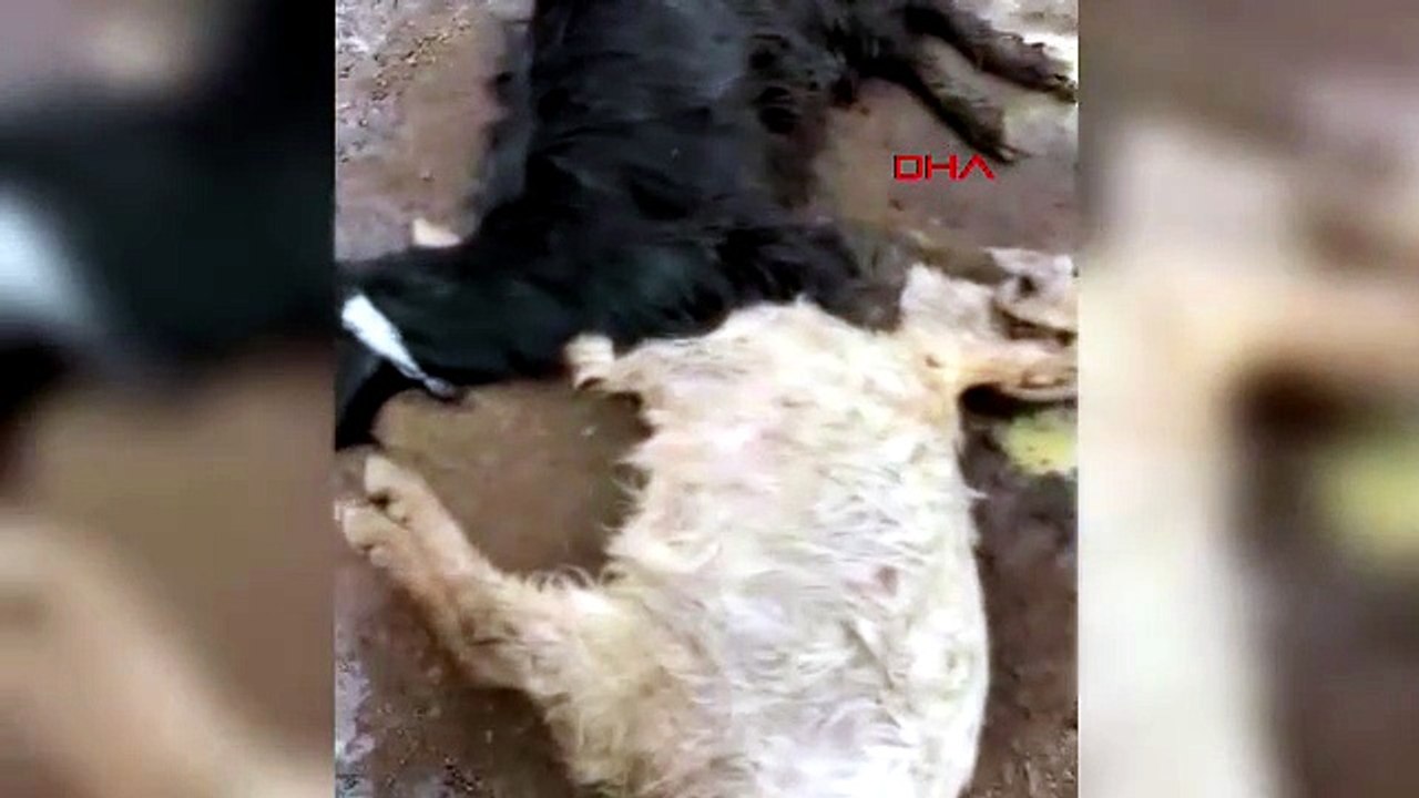 Bir günde 76 küçükbaş hayvan telef oldu!  Yem verdi, bir saat sonra hayvanları ölmeye başladı