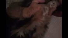 Agozzino Alfredo story con la  piccola zaky