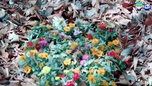 Flower 7