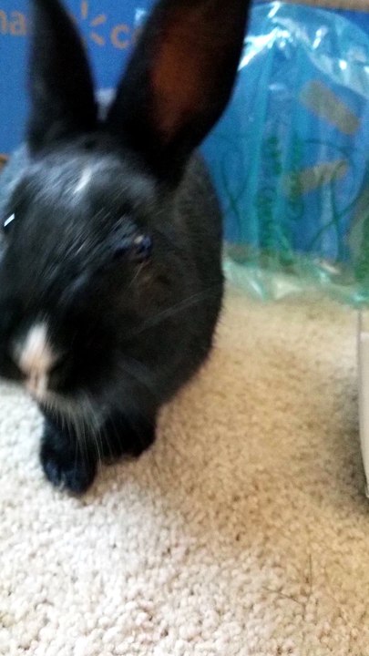 One of the void floofs had an eye infection so he got royalty treatment for a while. | #SparklegleamFarm #Bunny #farm #rabbit #farmanimals #cute