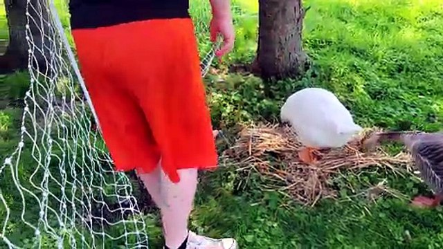 Tooey is very particular about her nest building. | #SparklegleamFarm #TheGinger #Lemongrab #Tooey #farm #goose #farmanimals #soft #cute