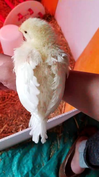 One chick, two chick. | #SparklegleamFarm #Chicken #homestead #farmanimals #cute