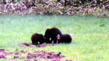 Wild Bears in Hokkaido Japan in 4K !!