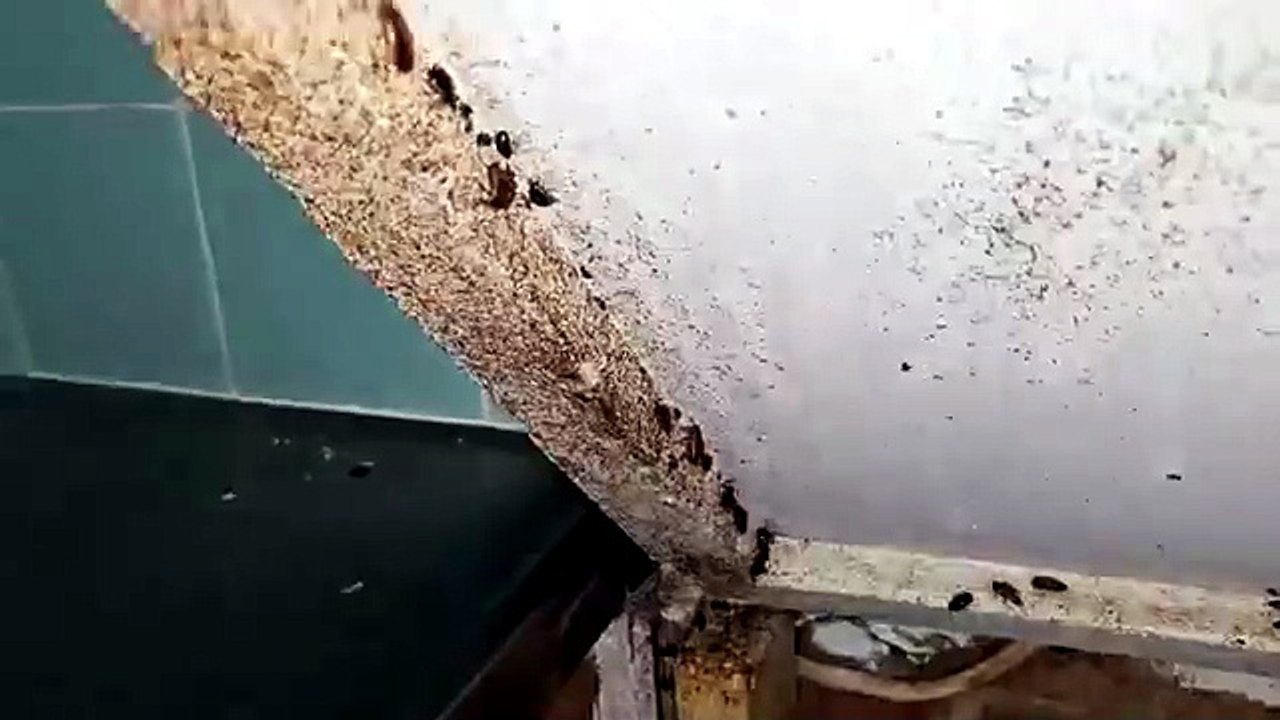 7 states pest control