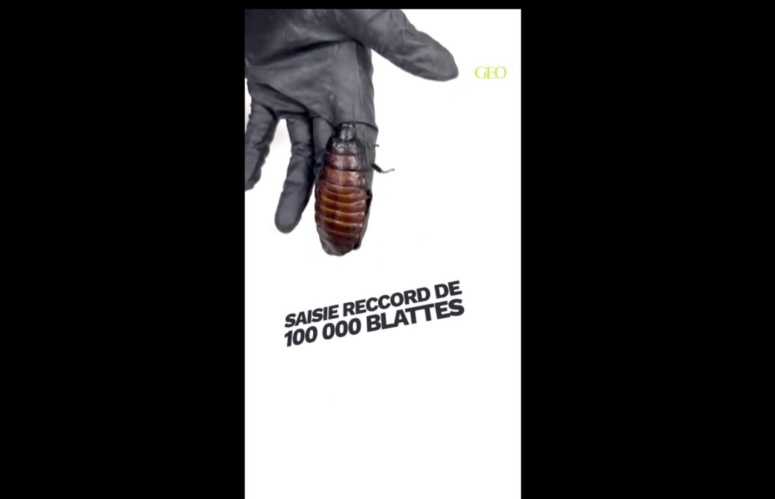 Australie : plus de 100 000 blattes de contrebande saisies près de Sydney