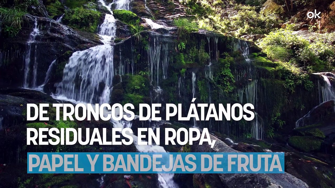Brasil desafía las leyes agrarias y transforma 220 toneladas de troncos de plátanos residuales en ropa, papel y bandejas de fruta