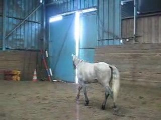 Start up gd manège liberté